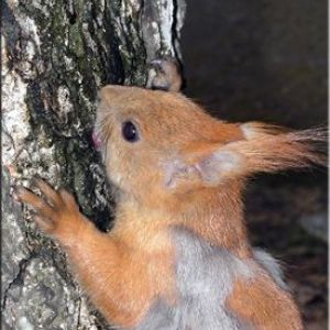 ��������� ��. ֳ��� ���������� ��� �����