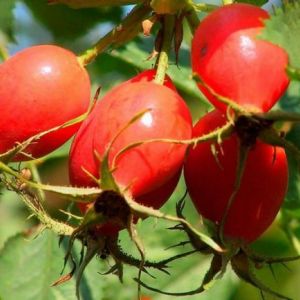ֳ���� ���� �������