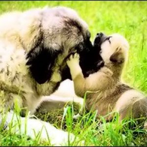 ���� � ������ ����� �������� ���� �������
