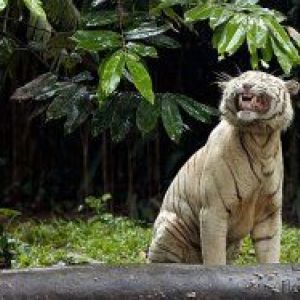 ���� ��� (carnivora)